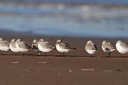 Sanderling